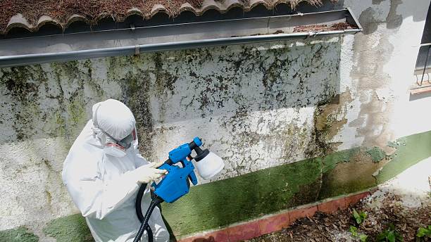 Top rated local Mold Remediation specialists in Springfield, FL